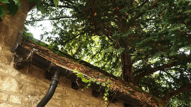 A gutter full of leaves and moss along the edge of a roof